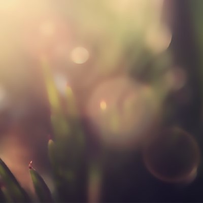 Nature7